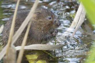 Water vole (Arvicola amphibius) adult animal eating pond weed in a lake, England, United Kingdom