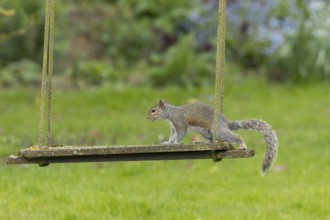 Grey squirrel (Sciurus carolinensis) adult animal on a garden swing, England, United Kingdom
