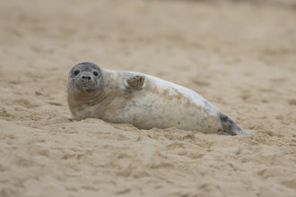 Grey seal (Halichoerus grypus) adult animal resting on a sandy beach, Norfolk, England, United