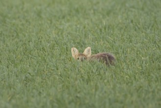 Chinese water deer (Hydropotes inermis) adult animal sitting in a farmland cereal field, England,