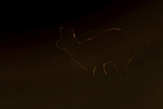 Chinese water deer (Hydropotes inermis) silhouette of an adult animal backlite in a fenland field