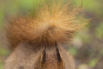 Red squirrel (Sciurus vulgaris) adult animal close up of its tail and ears, England, United Kingdom