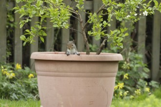 Grey squirrel (Sciurus carolinensis) adult animal in a garden plant pot, England, United Kingdom