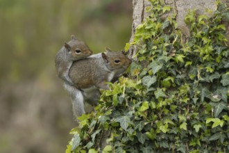 Grey squirrel (Sciurus carolinensis) two adult animals mating on a tree trunk, England, United