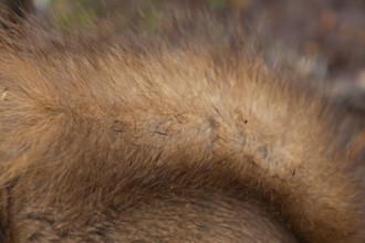 Red squirrel (Sciurus vulgaris) adult animal close up of its fur, England, United Kingdom
