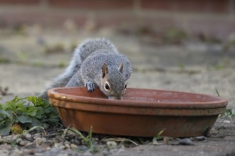 Grey squirrel (Sciurus carolinensis) adult animal drinking from a garden plant pot saucer, England,