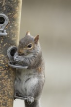 Grey squirrel (Sciurus carolinensis) adult animal feeding from a garden bird feeder filled with
