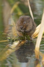 Water vole (Arvicola amphibius) adult animal eating pond weed in a lake, England, United Kingdom