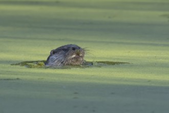 European otter (Lutra lutra) adult animal in a lake, England, United Kingdom