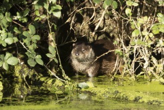 European otter (Lutra lutra) adult animal on the edge of an urban lake, England, United Kingdom