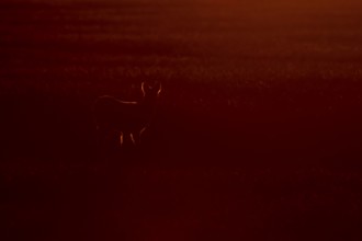 Chinese water deer (Hydropotes inermis) adult animal rim lite in a farmland cereal field at sunset,