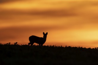 Chinese water deer (Hydropotes inermis) silhouette of an adult animal in a farmland field at