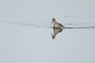 Common redshank (Tringa totanus) adult wading bird in water of a coastal lagoon, England, United