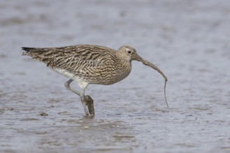 Eurasian curlew (Numenius arquata) adult wading bird with a lugworm for food in its beak on a