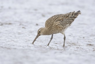 Eurasian curlew (Numenius arquata) adult wading bird searching for food on a mudflat, England,
