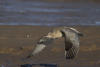 Eurasian curlew (Numenius arquata) adult wading bird flying across a beach, England, United Kingdom
