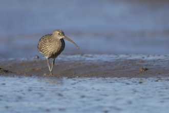 Eurasian curlew (Numenius arquata) adult wading bird walking on a mudflat, England, United Kingdom