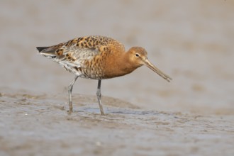 Black tailed godwit (Limosa limosa) adult male wading bird in summer plumage feeding on a coastal