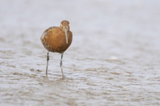 Black tailed godwit (Limosa limosa) adult male wading bird in summer plumage on a coastal mudflat,