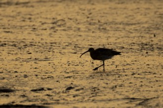 Eurasian curlew (Numenius arquata) silhouette of an adult wading bird searching for food on a