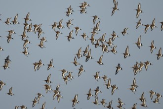 Black tailed godwit (Limosa limosa) adult wading birds flying in a flock, England, United Kingdom