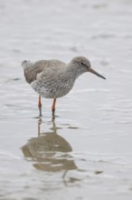 Common redshank (Tringa totanus) adult wading bird on a mudflat, England, United Kingdom
