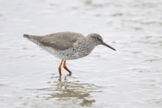 Common redshank (Tringa totanus) adult wading bird on a mudflat, England, United Kingdom