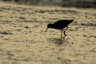 Common redshank (Tringa totanus) silhouette of an adult wading bird on a coastal mudflat at sunset,