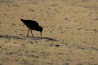 Common redshank (Tringa totanus) silhouette of an adult wading bird feeding on a coastal mudflat at
