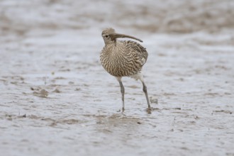 Eurasian curlew (Numenius arquata) adult wading bird on a mudflat, England, United Kingdom