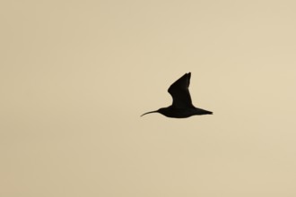 Eurasian curlew (Numenius arquata) silhouette of an adult wading bird flying at sunset, England,