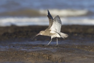 Eurasian curlew (Numenius arquata) adult wading bird calling on a beach, England, United Kingdom