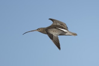Eurasian curlew (Numenius arquata) adult wading bird flying, England, United Kingdom