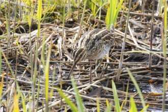 Common snipe (Gallinago gallinago) adult wading bird in a reedbed, England, United Kingdom