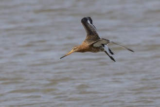 Black tailed godwit (Limosa limosa) adult male wading bird in summer plumage flying over a coastal