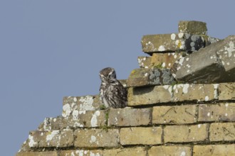 Little owl (Athene noctua) adult bird preening on an old brick building, England, United Kingdom