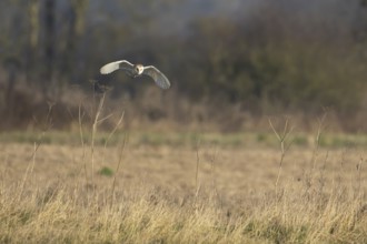 Barn owl (Tyto alba) adult bird in flight hunting in the countryside, England, United Kingdom