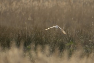 Barn owl (Tyto alba) adult bird in flight hunting over marshland, England, United Kingdom