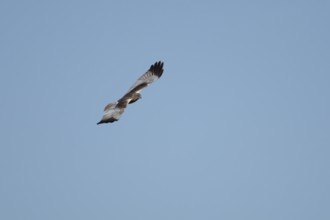 Marsh harrier (Circus aeruginosus) adult bird of prey flying, England, United Kingdom