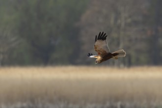 Marsh harrier (Circus aeruginosus) adult bird of prey flying over a reedbed, England, United