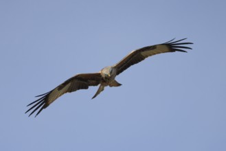 Red kite (Milvus milvus) adult bird of prey flying, England, United Kingdom