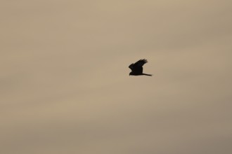 Red kite (Milvus milvus) silhouette of an adult bird of prey flying at sunset, England, United