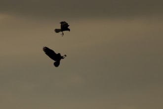 Marsh harrier (Circus aeruginosus) silhouette of two adult birds of prey in flight performing a