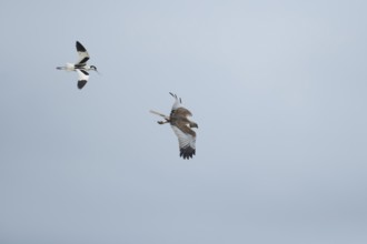 Marsh harrier (Circus aeruginosus) adult bird of prey flying being mobbed by a Pied avocet,