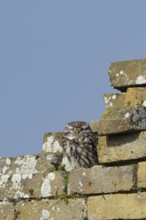 Little owl (Athene noctua) adult bird sleeping on an old brick building, England, United Kingdom