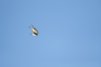 Common kestrel (Falco tinnunculus) adult bird of prey flying diving down for prey, England, United