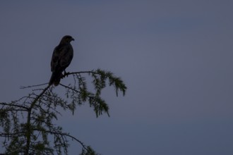 Common buzzard (Buteo buteo) silhouette of an adult bird on a tree at sunset, England, United