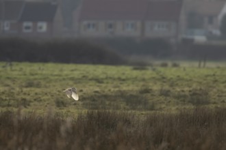 Barn owl (Tyto alba) adult bird in flight hunting over marshland with houses in the background,
