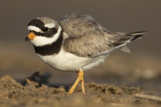 Ringed plover (Charadrius hiaticula) adult wading bird on a beach, England, United Kingdom