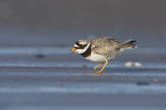 Ringed plover (Charadrius hiaticula) adult wading bird feeding on a beach, England, United Kingdom